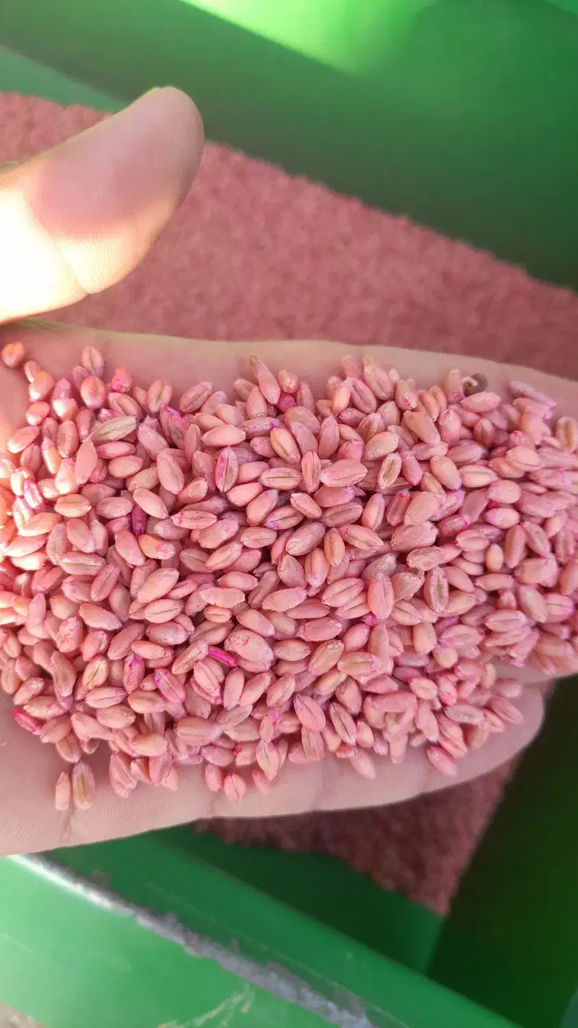 گندم آبی پیشگام مادری|گل و گیاه طبیعی|اشترینان, |دیوار