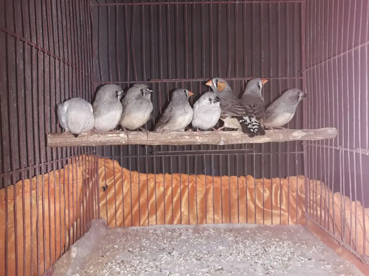 ۳تا فنچ جوانه و۵تا جوجه|پرنده|زابل, |دیوار