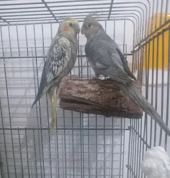 عروس برزیلی|پرنده|اشنویه, |دیوار