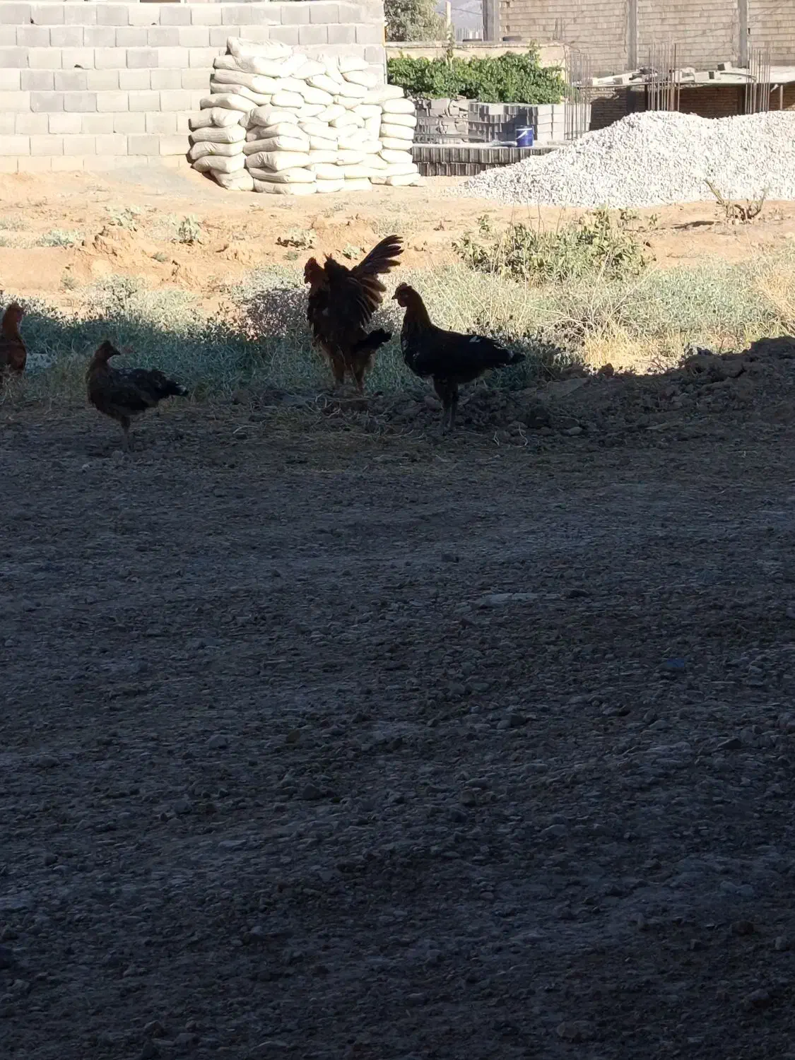 چهار عدد مرغ ویک خروس بومی هست کسی خواست درخدمتونم|حیوانات مزرعه|لردگان, |دیوار