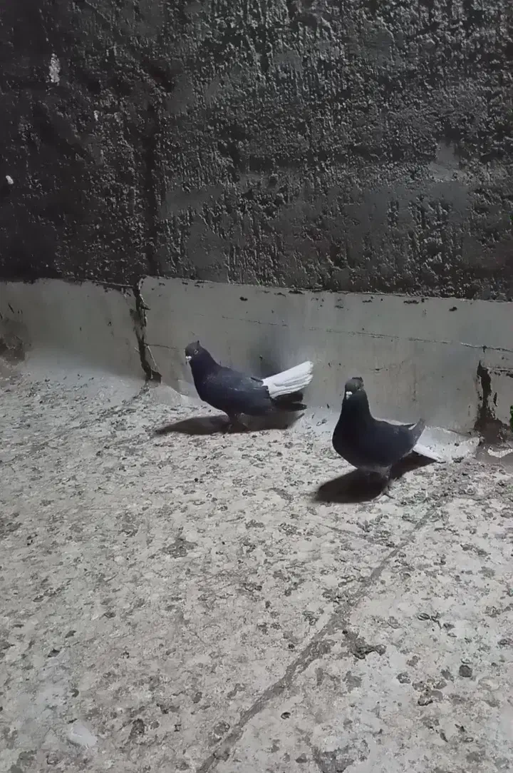 دوعدد دم سفید|پرنده|بم, |دیوار