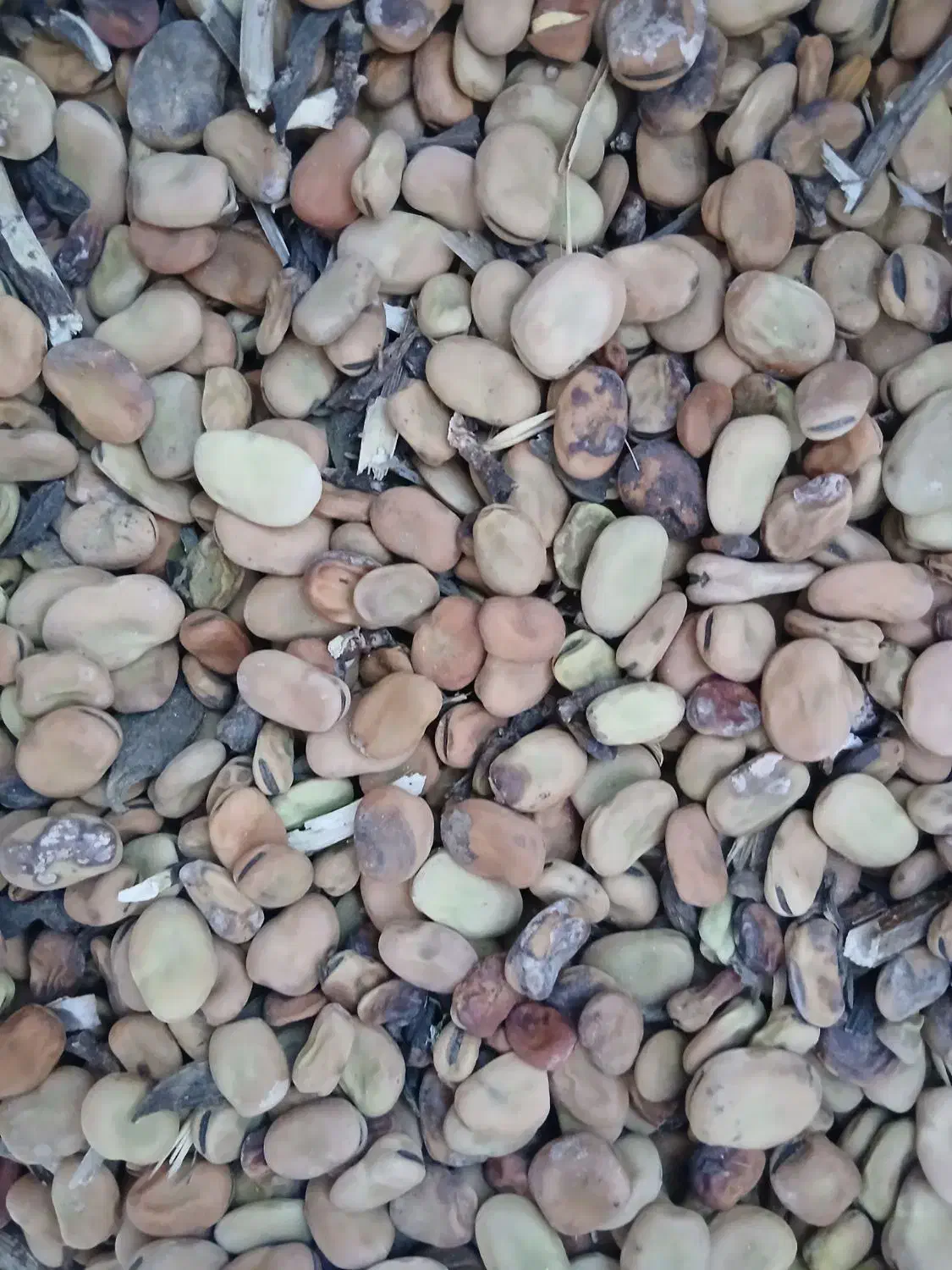 باقلا|عمده‌فروشی|دره شهر, |دیوار