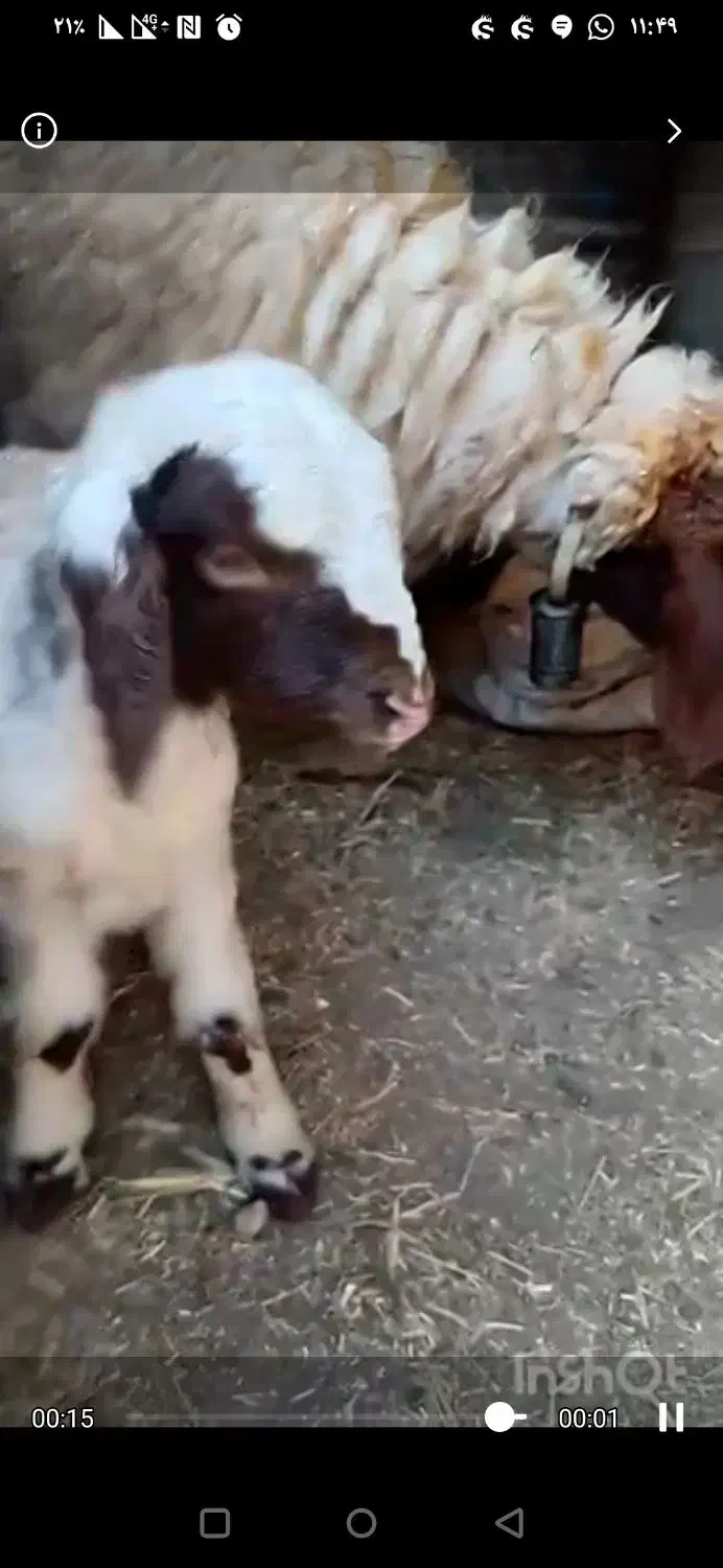 بره شیری|حیوانات مزرعه|ماهیدشت, |دیوار