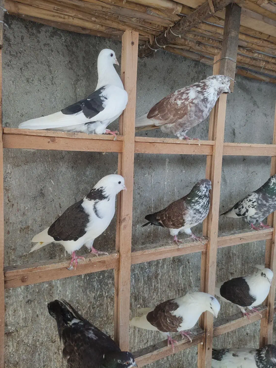 کبوتر پرشی ۴۳عدد|پرنده|بابل, |دیوار