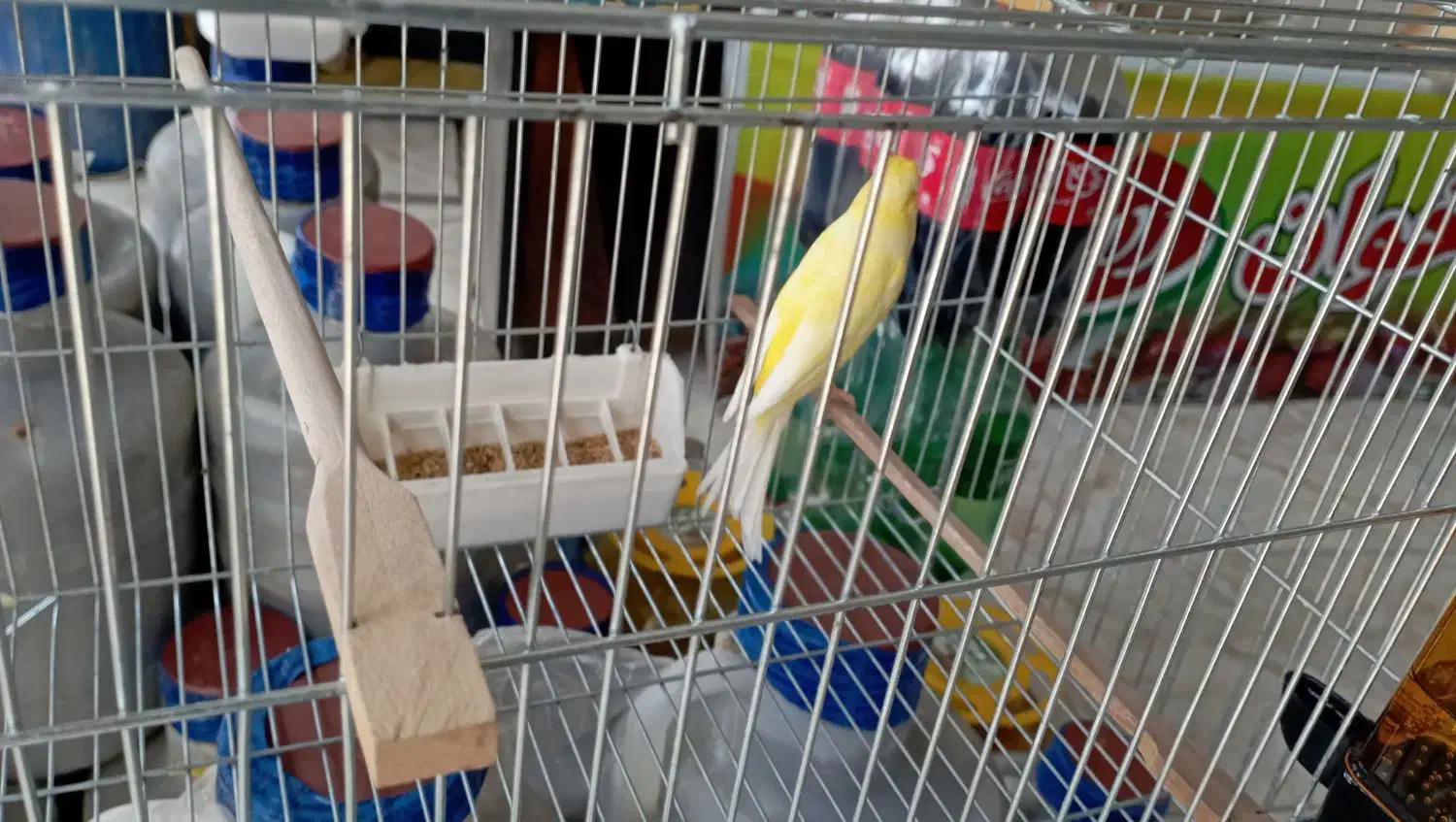 قناری نر|پرنده|نسیم‌شهر, |دیوار