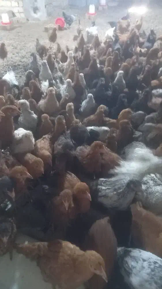 جوجه محلی فروشی|حیوانات مزرعه|شیراز, کرونی(خاتونک)|دیوار