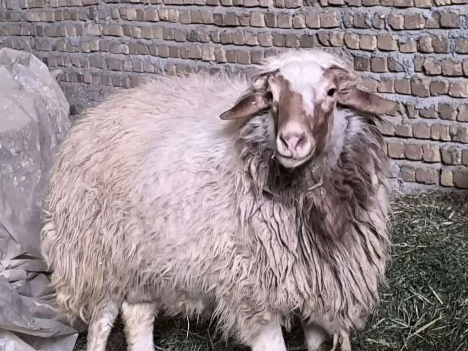 قورچ محلی|حیوانات مزرعه|بیرانوند, |دیوار