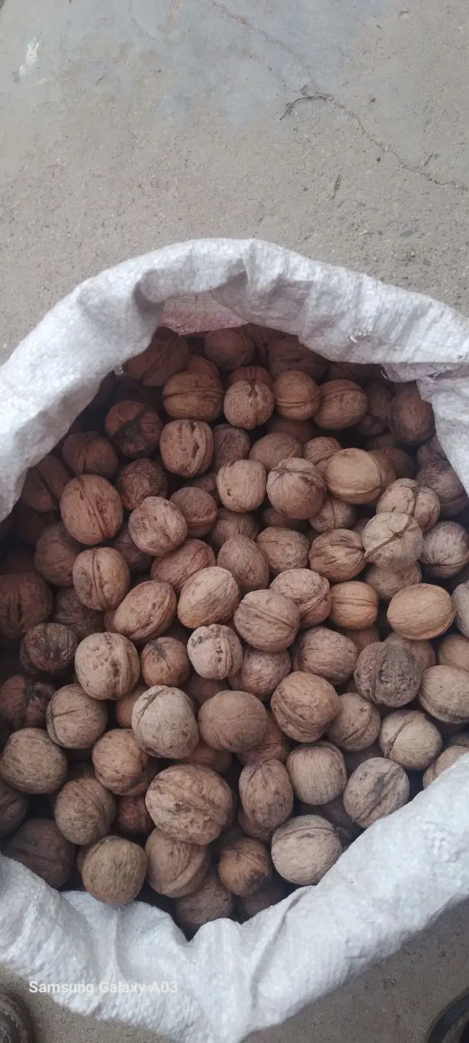 گردو|خوردنی و آشامیدنی|میاندوآب, |دیوار