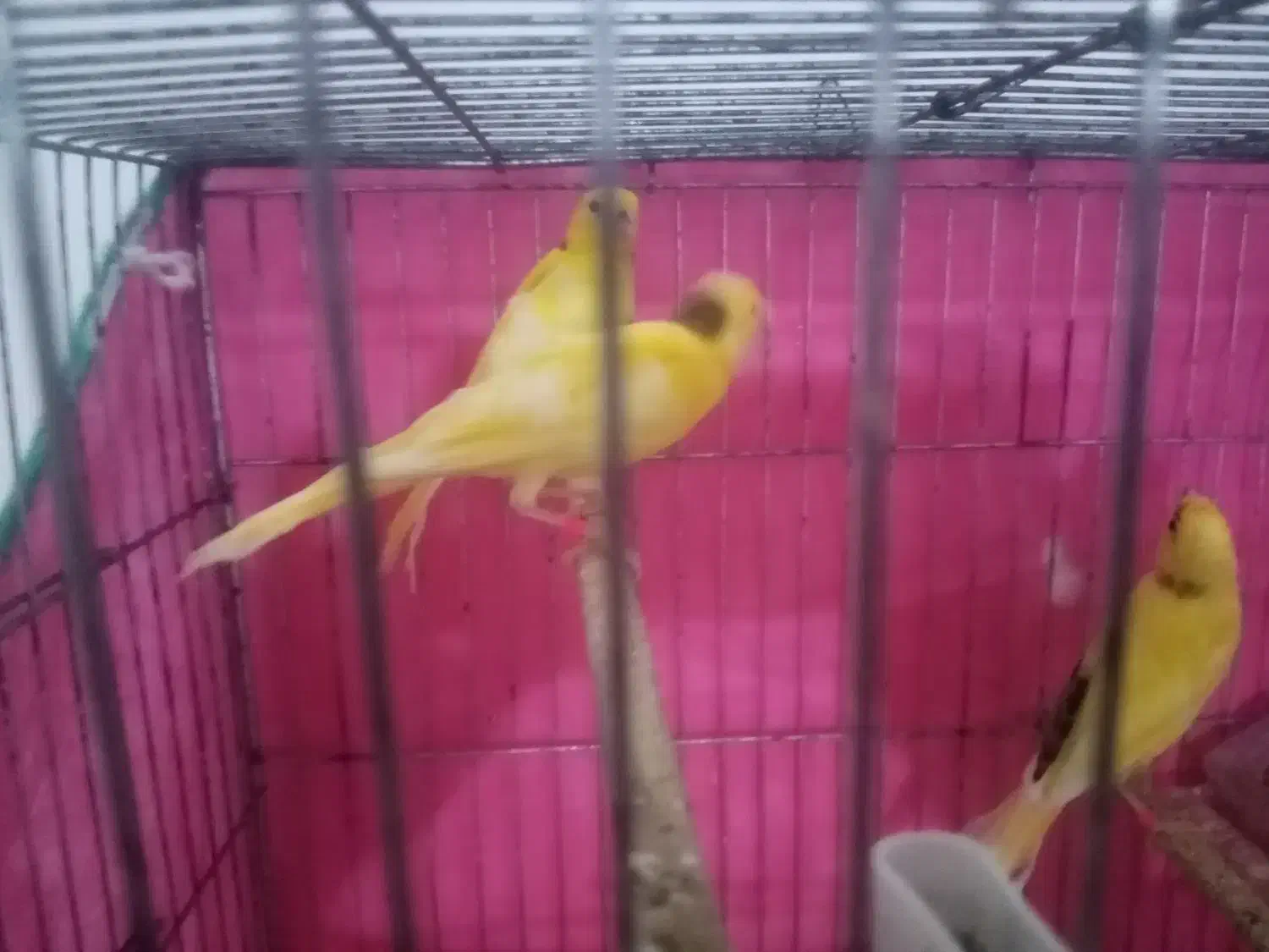 قناری|پرنده|حسن آباد, |دیوار