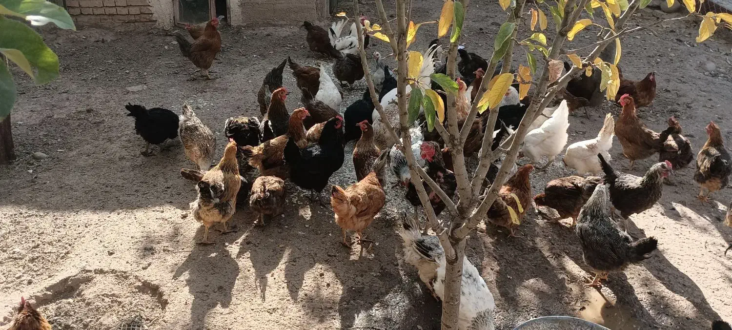 مرغ های محلی 100عدد|حیوانات مزرعه|مهربان, |دیوار