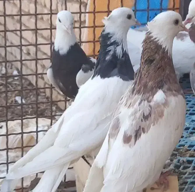 کبوتر طوقی|پرنده|بن, |دیوار