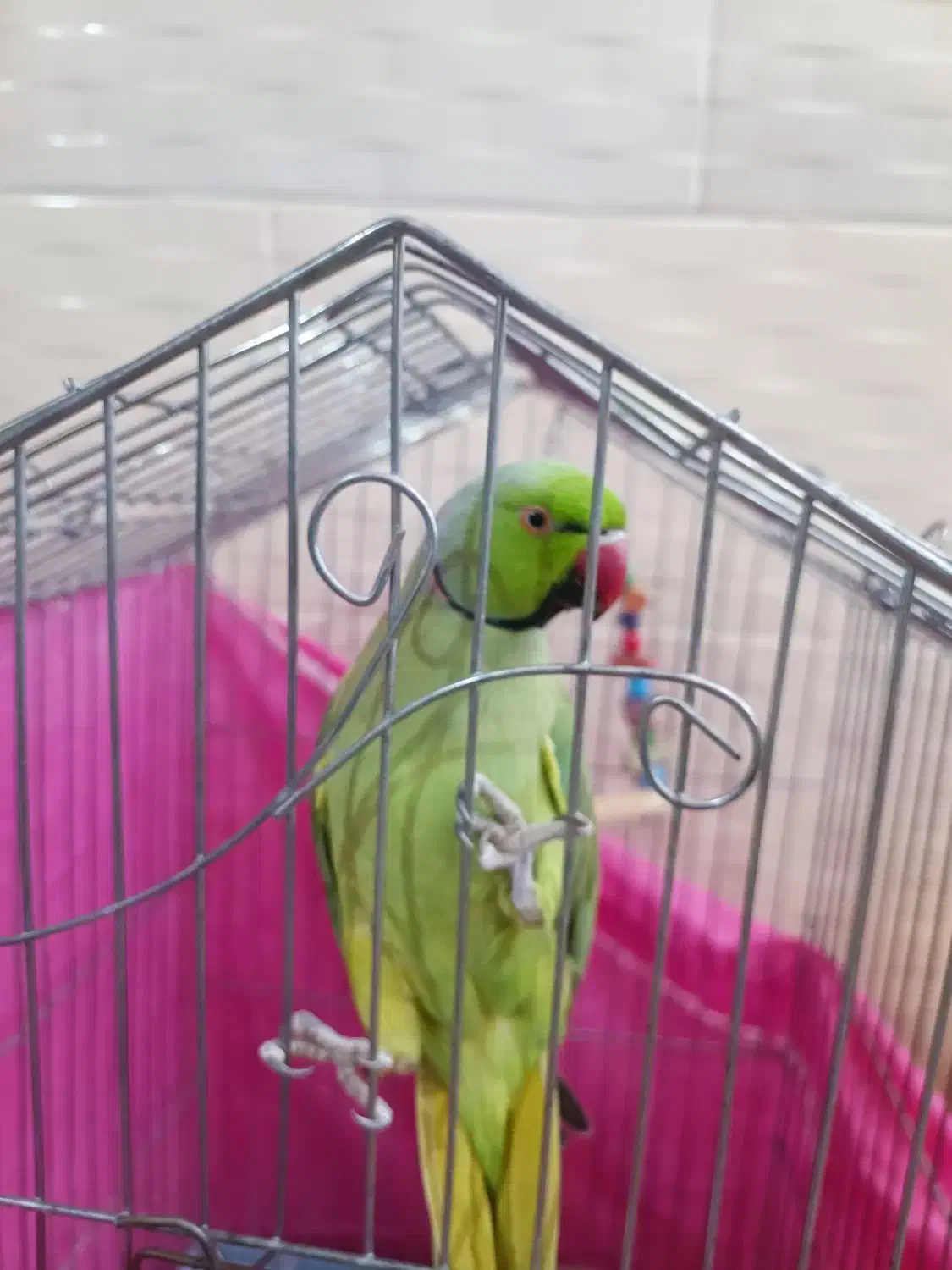 تعدادی پرنده به فروش میرسد|پرنده|بمپور, |دیوار