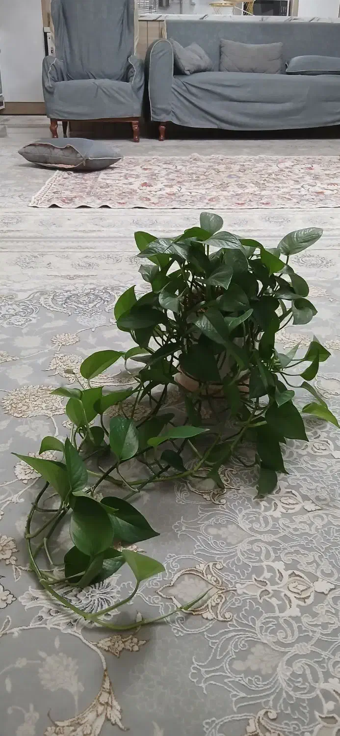 فروش گلهای خانگی سر حال|گل و گیاه طبیعی|کرمانشاه, |دیوار