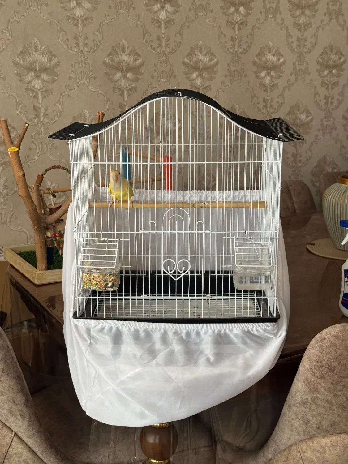 طوطی برزیلی ماده|پرنده|کرج, ساماندهی|دیوار