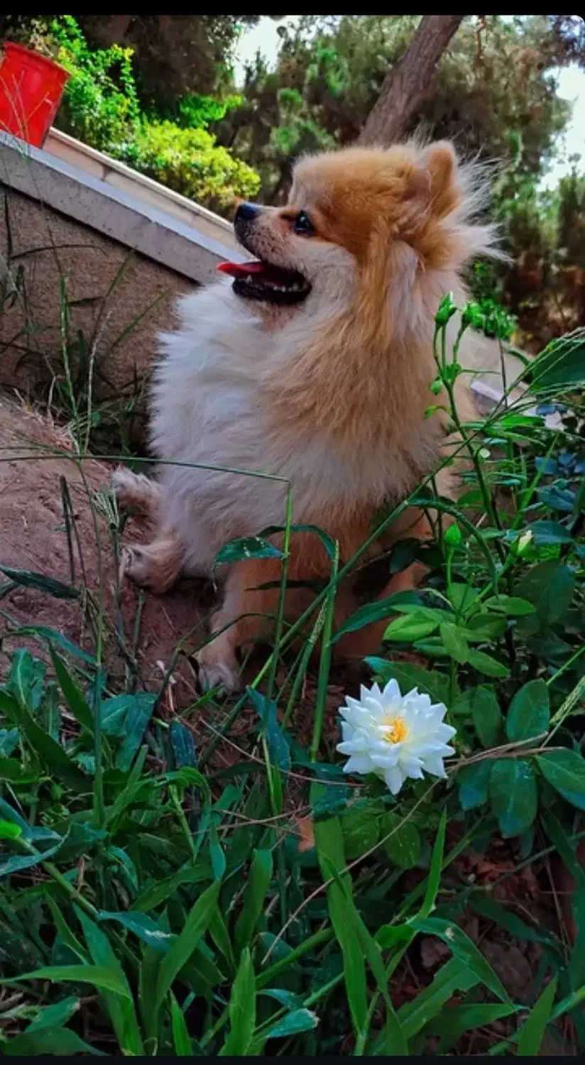 سگ پاکوتاه پامر روباهی واگذاری|سگ|فردیس, شهرک شهید حسینی|دیوار