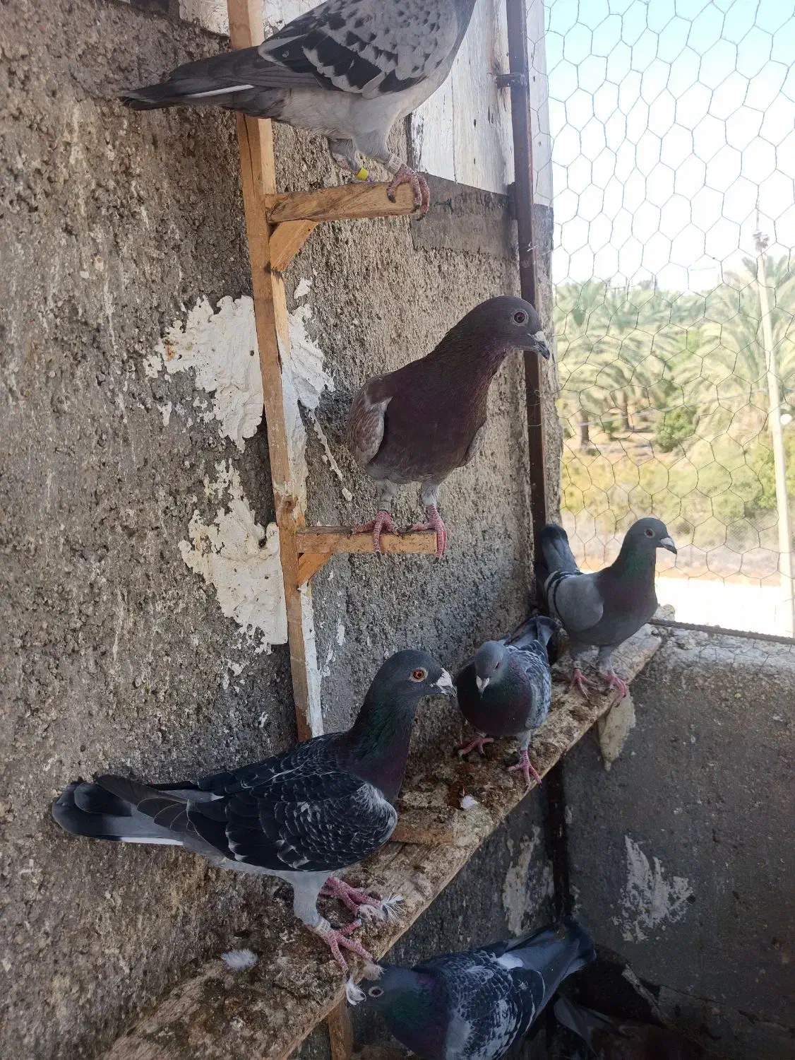 فروش کبوتر|پرنده|جم, |دیوار