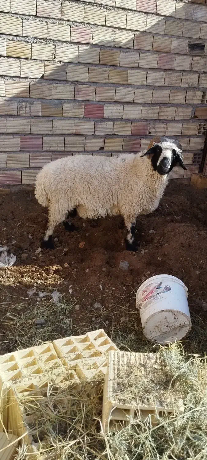 قوچ|حیوانات مزرعه|نرماشیر, |دیوار