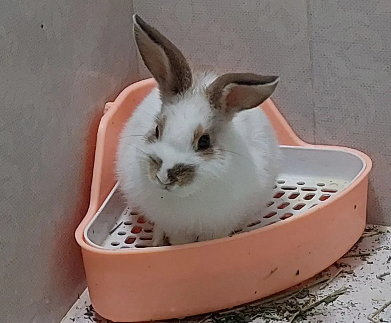 خرگوش|موش و خرگوش|قم, ناصردیوان|دیوار