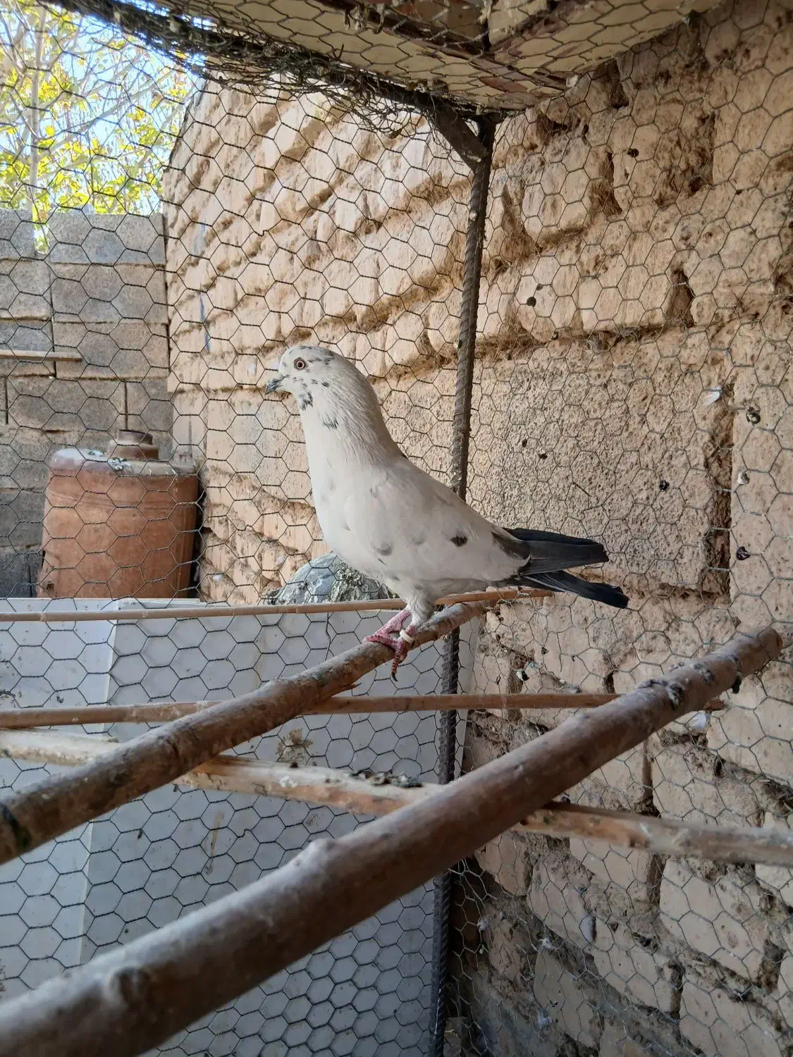 شیش عدد حیون نامبروان|پرنده|شازند, |دیوار