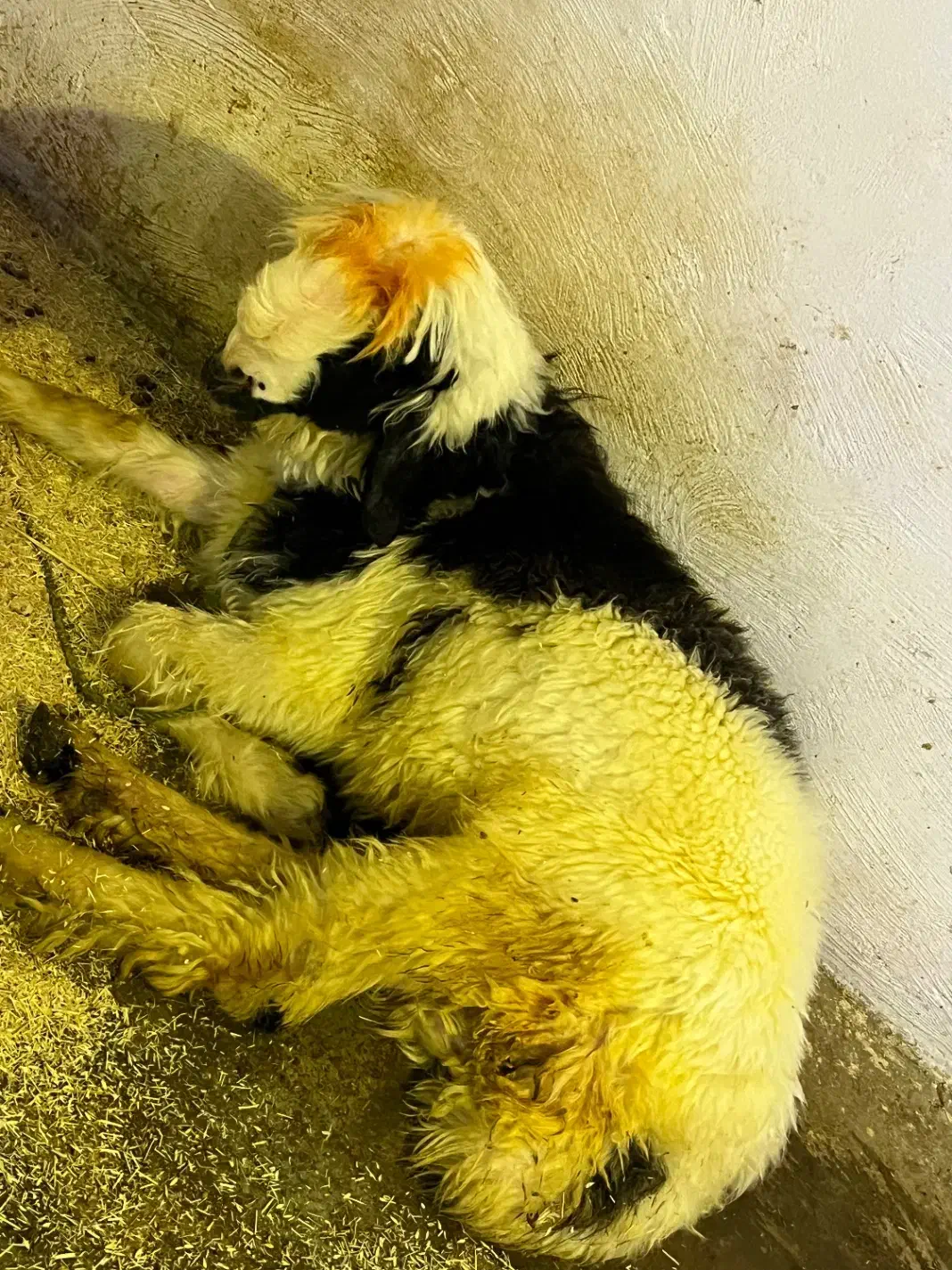 بره تخمی|حیوانات مزرعه|مسجد سلیمان, |دیوار