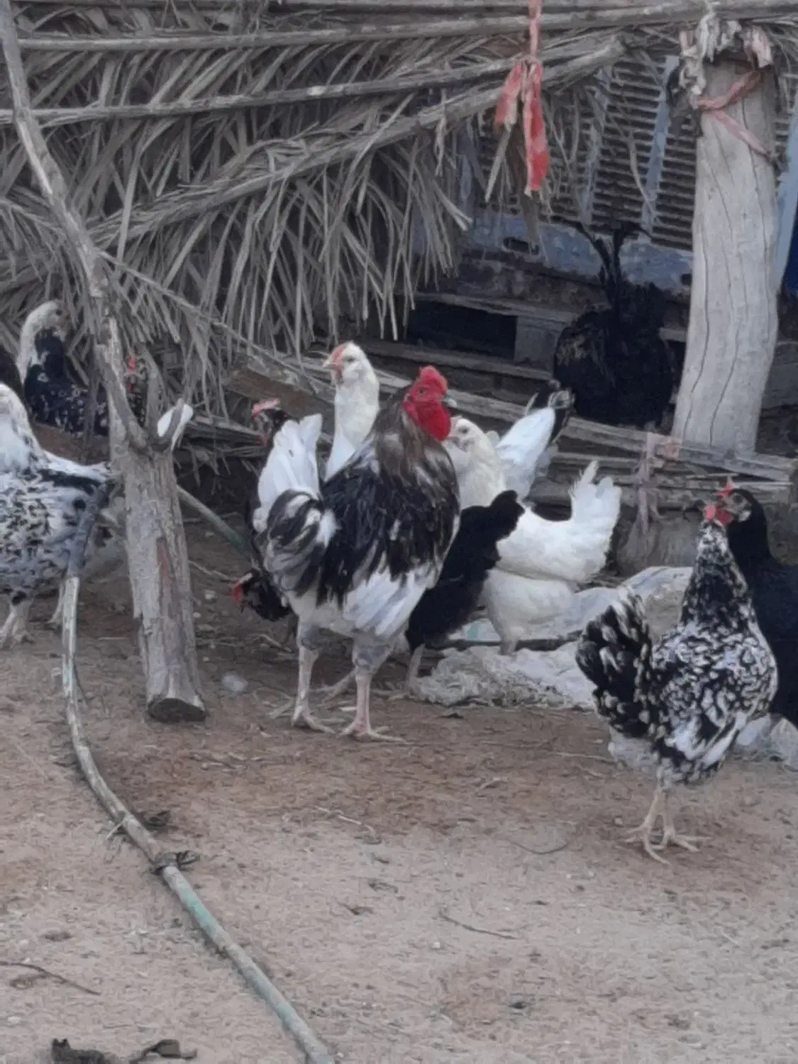 تخم مرغ محلی اصل اصل|خوردنی و آشامیدنی|بوشهر, |دیوار