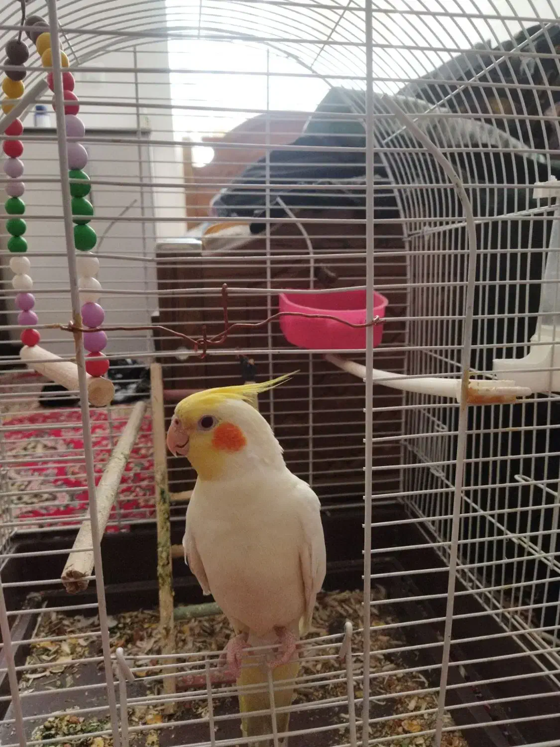 عروس هلندی|پرنده|کرمان, |دیوار