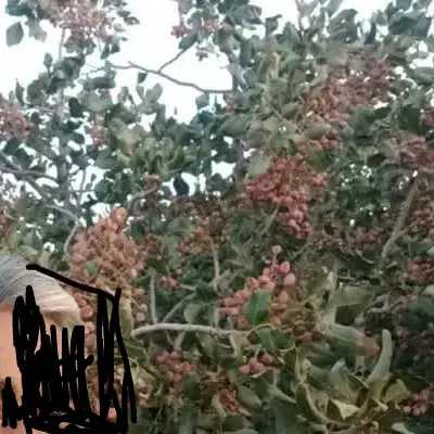 باغ،معاوضه با پراید۱۱۱|فروش زمین و ملک کلنگی|سبزوار, رباط|دیوار