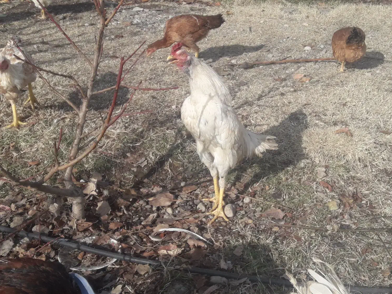 خروس لاری و گلین|حیوانات مزرعه|مشگین شهر, |دیوار