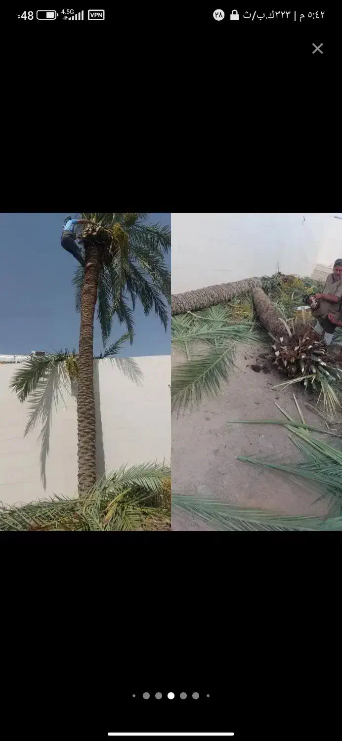 بریدن نخل و درخت قطع نخل هرس کردن نخل .استاد نخل|خدمات باغبانی و درختکاری|اهواز, گلستان|دیوار