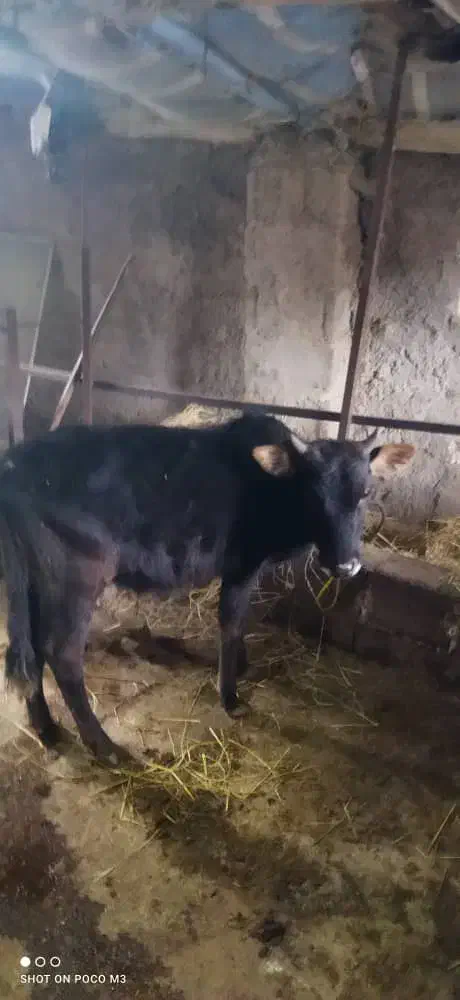 ورزاکوله چالوسی|حیوانات مزرعه|سنگر, |دیوار