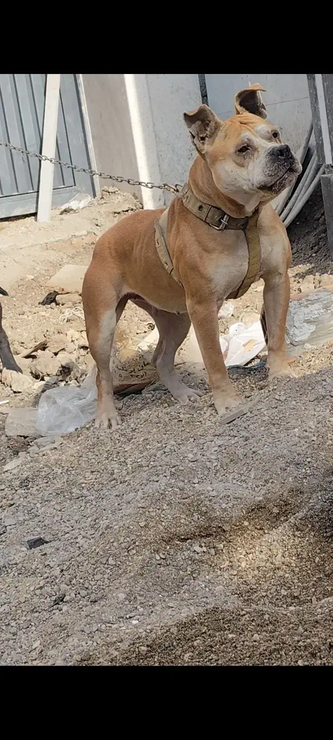 پیت بول ماده|سگ|گنبد کاووس, |دیوار