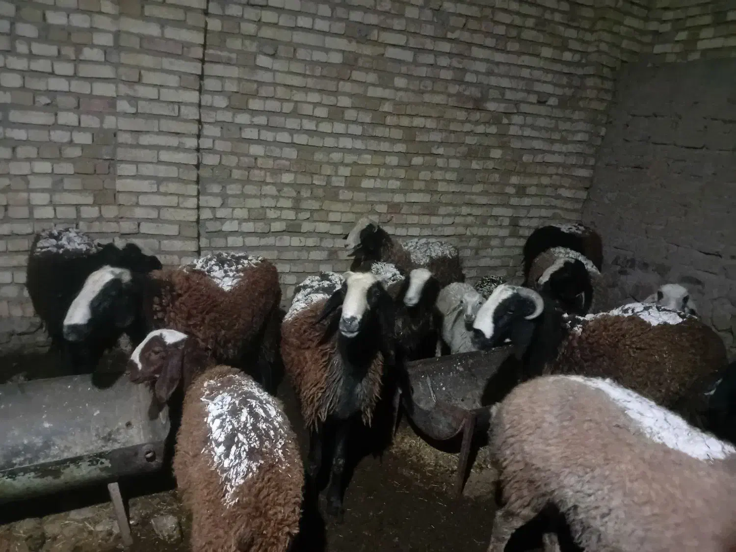 بره قوچ چالی|حیوانات مزرعه|تاکستان, |دیوار