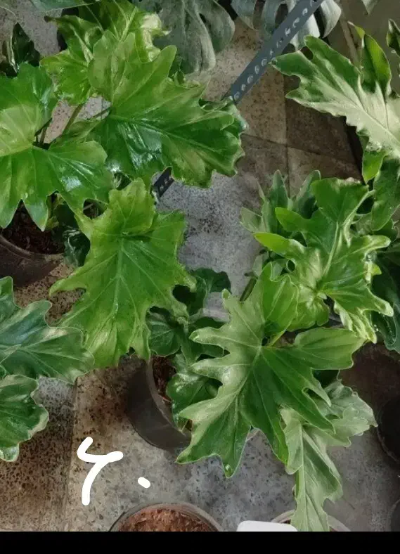 گل محمدی|آرایشی، بهداشتی، درمانی|بروجرد, |دیوار