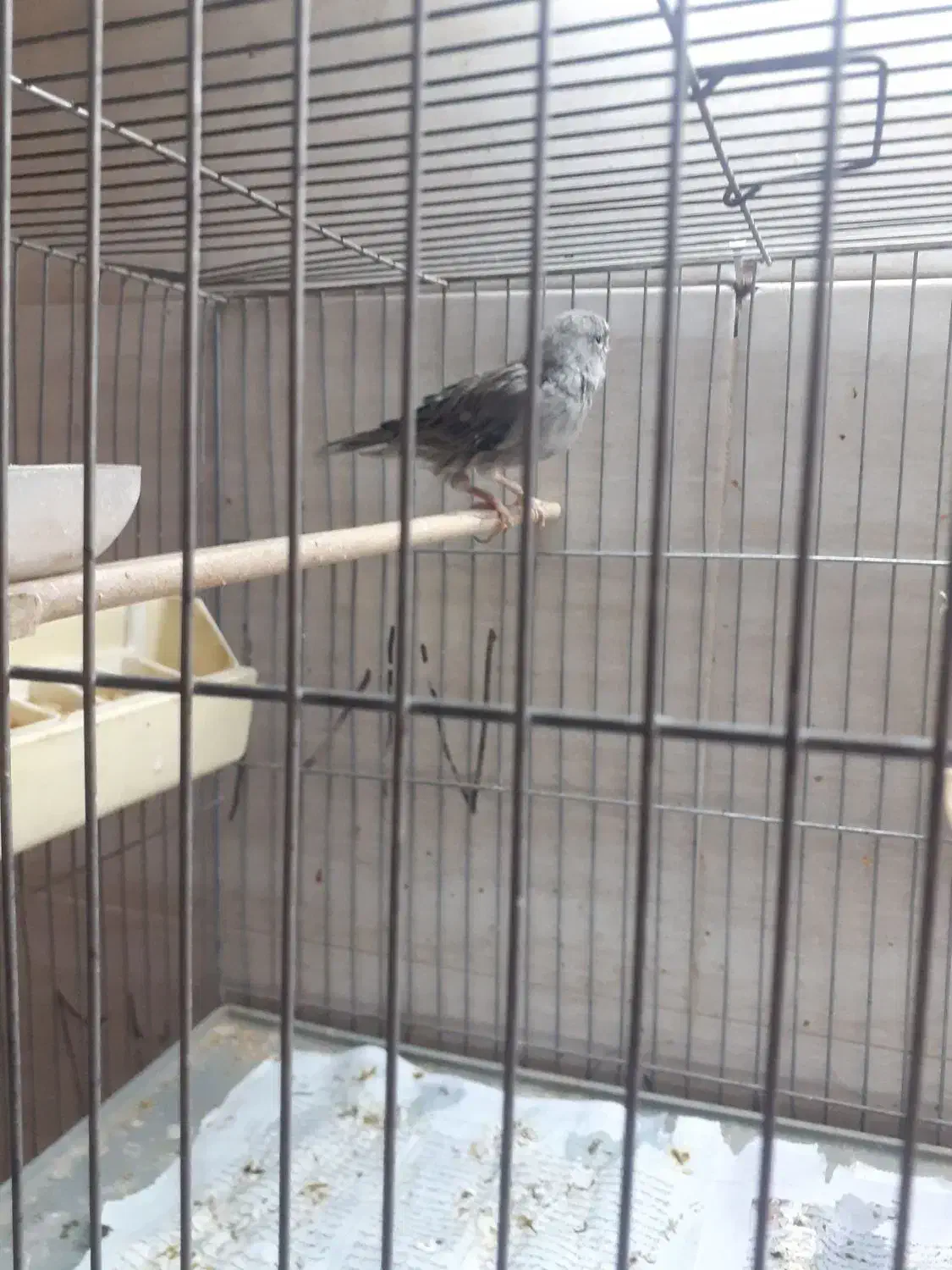 قناری مولد|پرنده|رباطکریم, انجم آباد|دیوار