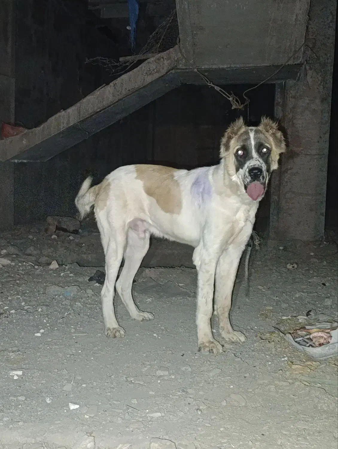 واگزاری توله 9 ماه|سگ|مشهد, الهیه|دیوار