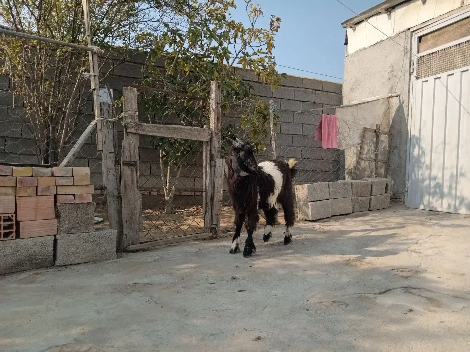 بزغاله نر|حیوانات مزرعه|گمیشان, |دیوار