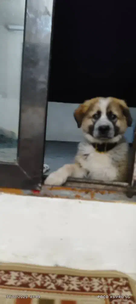 شاه توله سرای|سگ|کرج, خرمدشت|دیوار