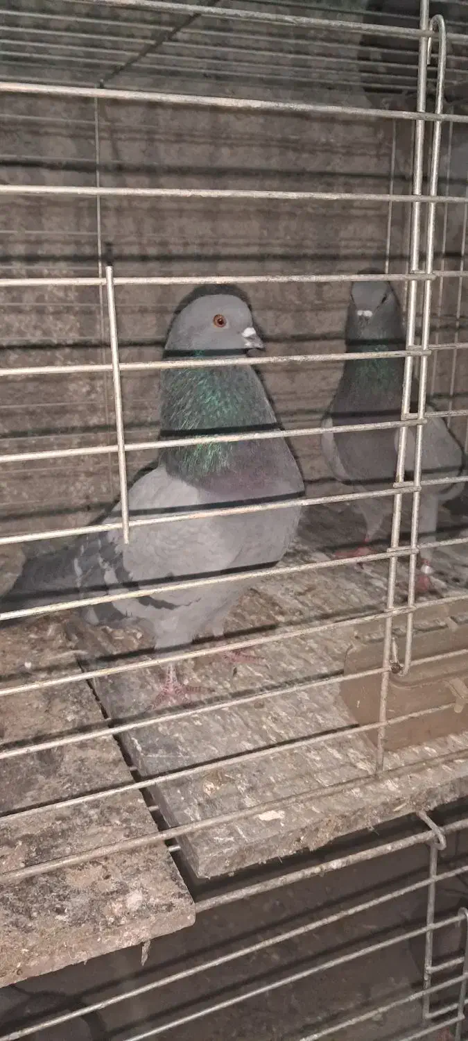 سبز کاشونی|پرنده|شهرکرد, |دیوار