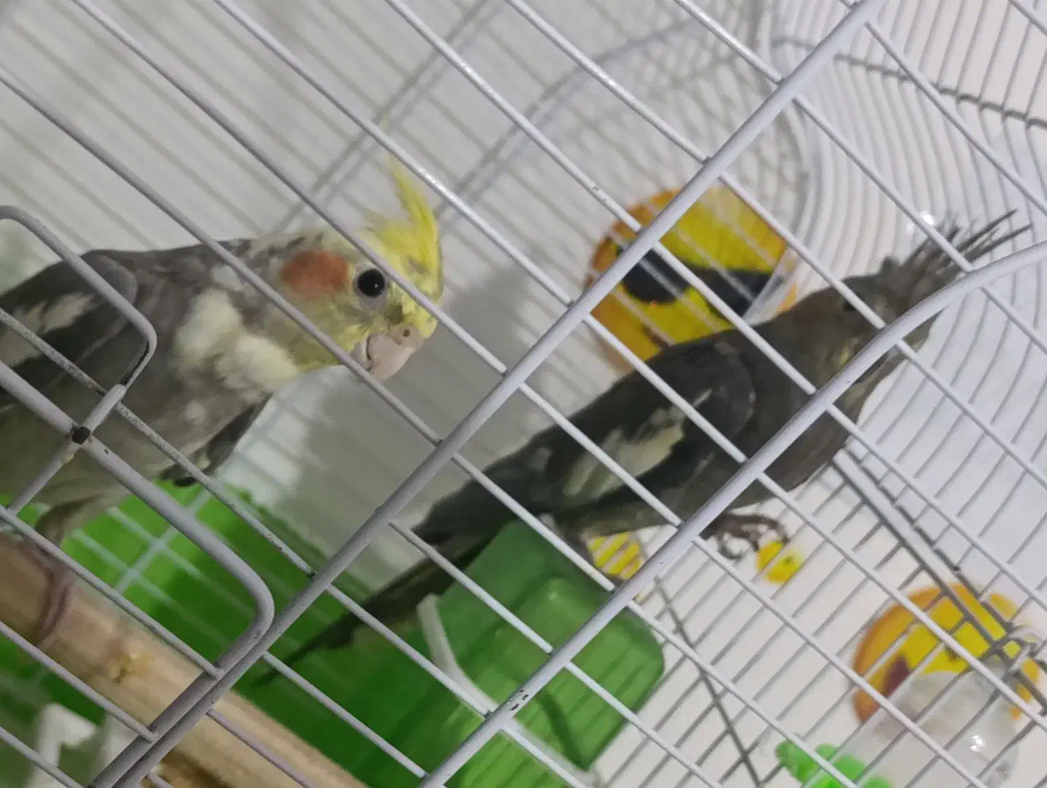 یک جفت عروس هلندی کار داده|پرنده|ارومیه, |دیوار