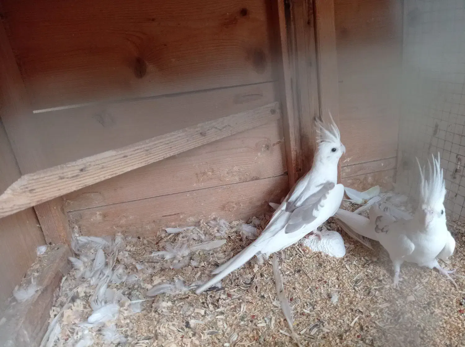 دوکت آلبینو جفت|پرنده|چابهار, |دیوار