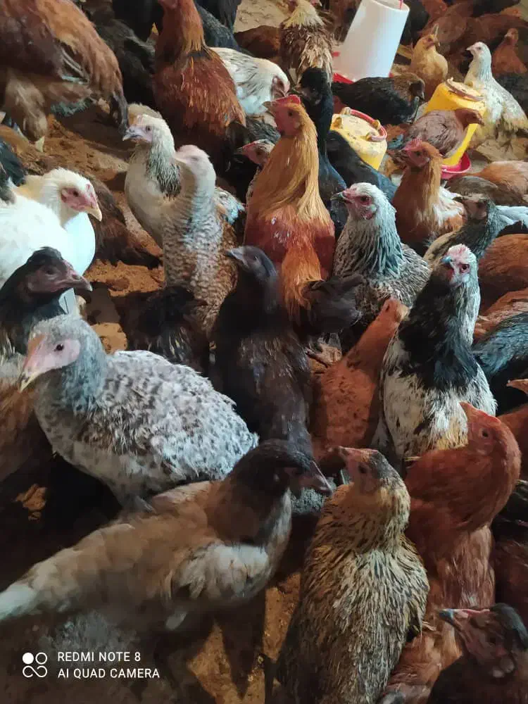 جوجه خروس محلی|حیوانات مزرعه|ارژن, |دیوار