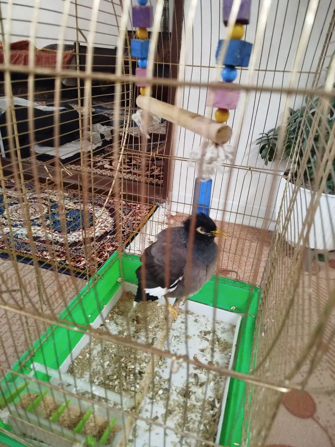 مرغ مینا|پرنده|شهرکرد, |دیوار