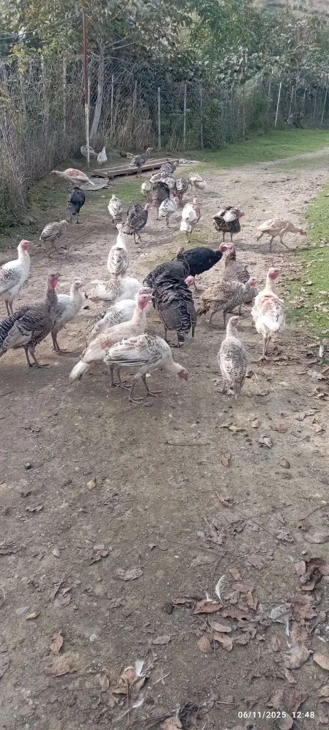 فروش بوقلمون و اردک اسرائیلی|حیوانات مزرعه|لیسار, |دیوار