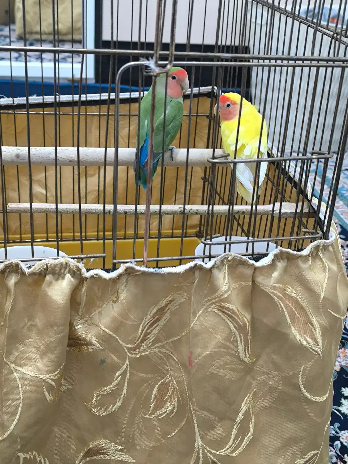 طوطی عروس هلندی|پرنده|کرمانشاه, |دیوار