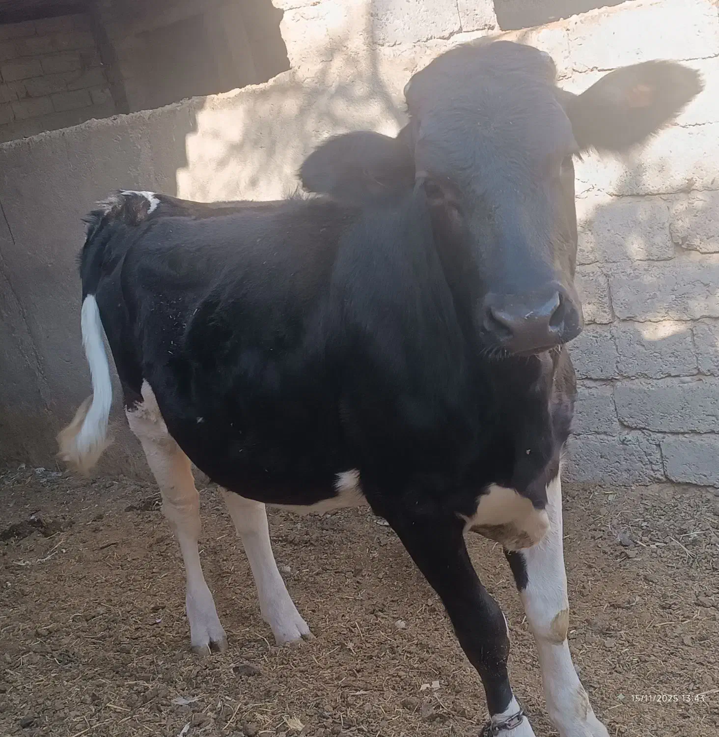 گوساله هلشتاین ماده|حیوانات مزرعه|زهک, |دیوار