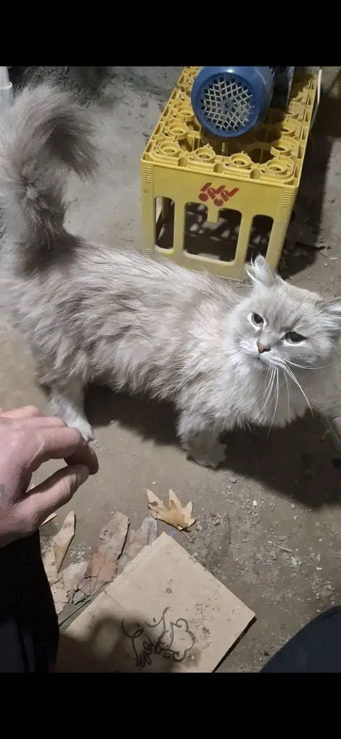 گربه  خانگی مهربون|گربه|شاندیز, |دیوار