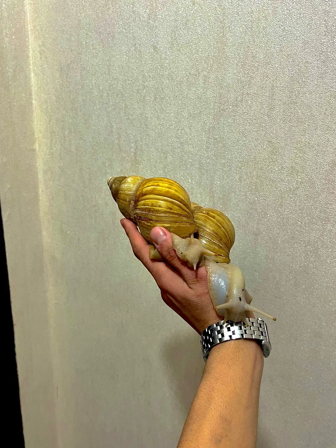 حلزون|خزنده|کرج, فاز ۳ گوهردشت|دیوار