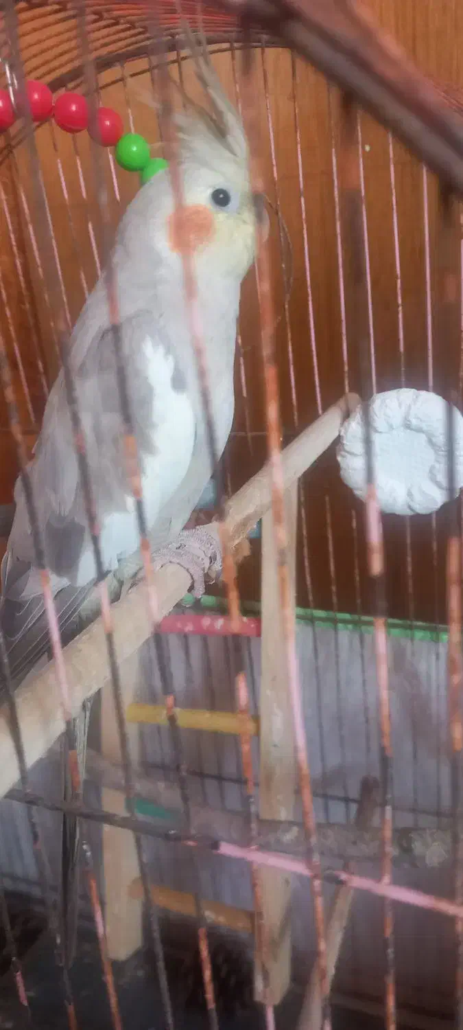 عروس هلندی|پرنده|کتالم و سادات شهر, |دیوار