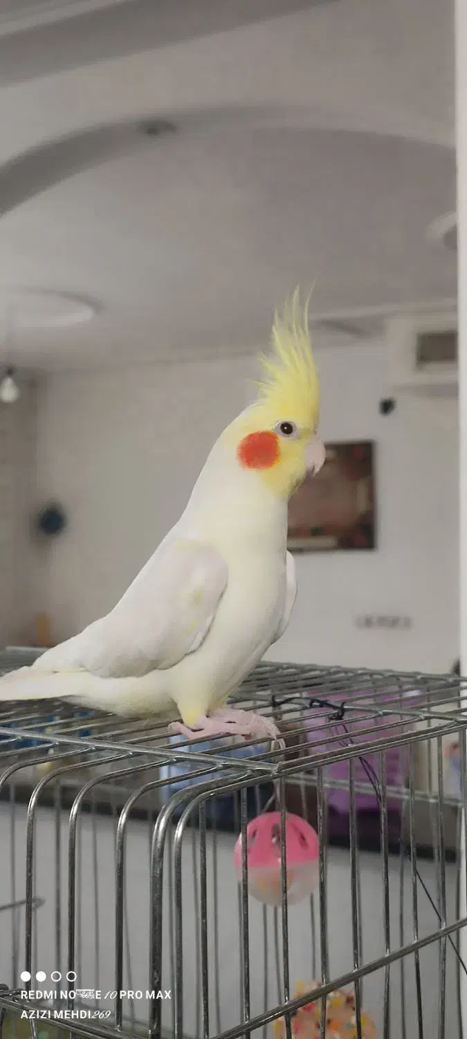 عروس هلندی لوتینو سخنگو رام ودستی|پرنده|الشتر, |دیوار