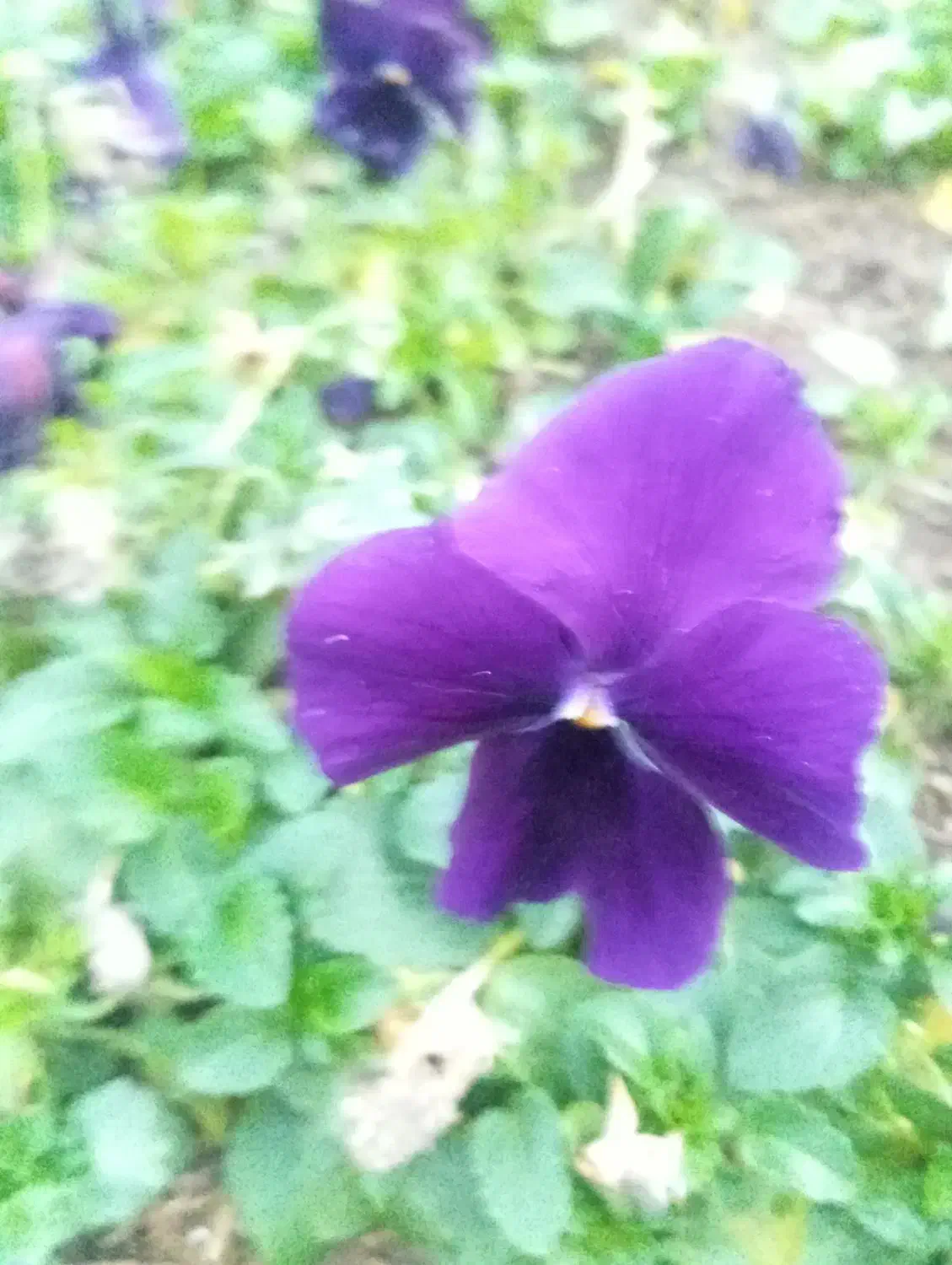 گل بنفشه و گل مینا|گل و گیاه طبیعی|رشت, حمیدیان|دیوار